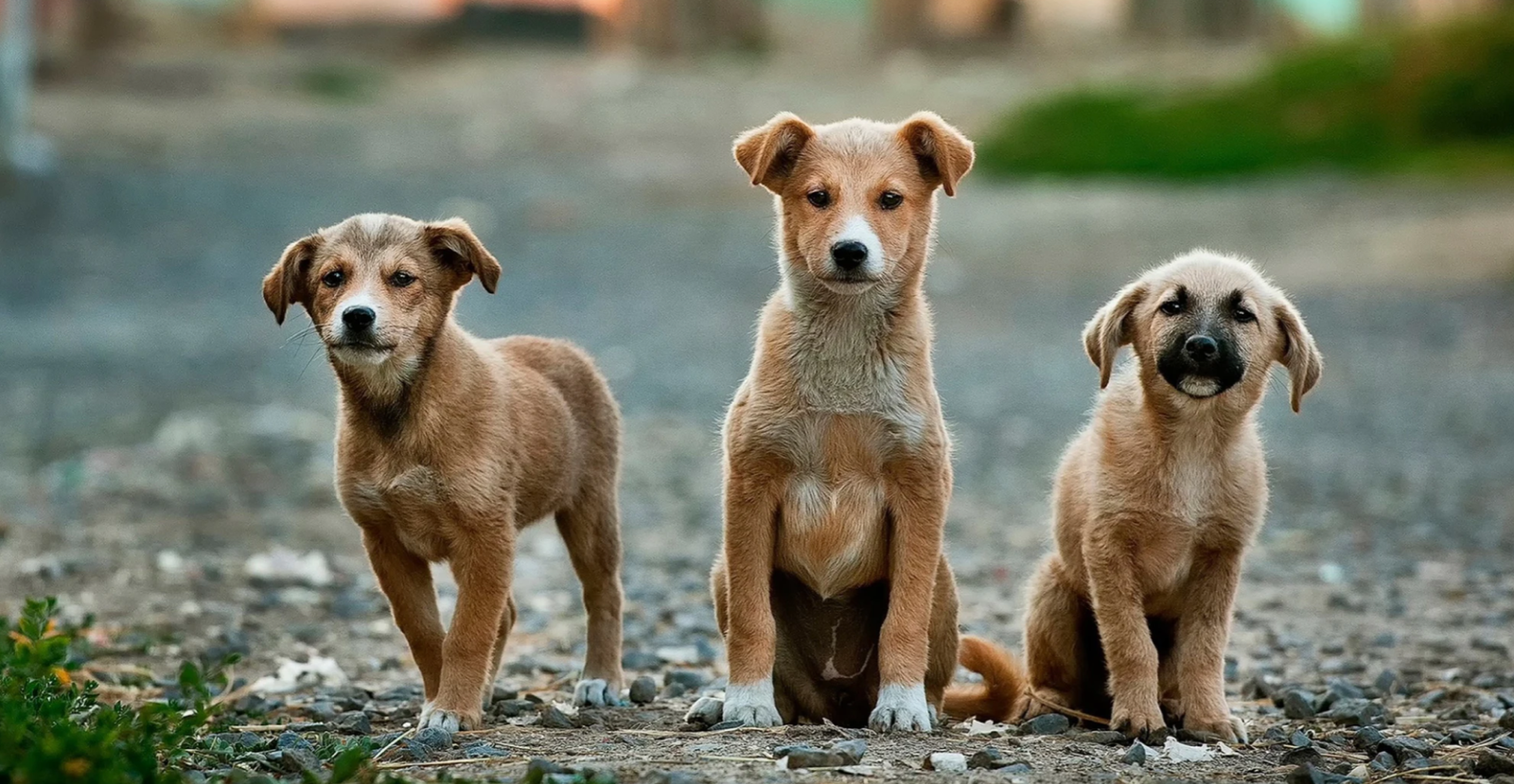 Feast for the Unfortunate